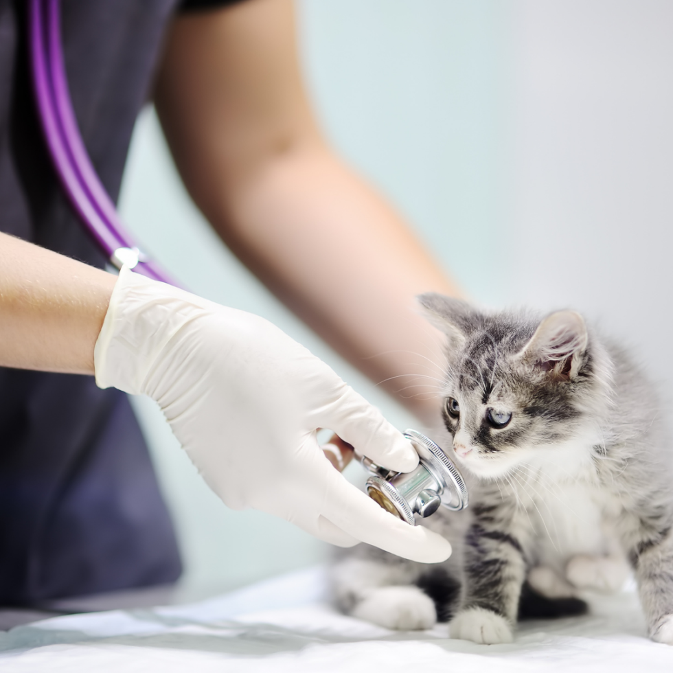 Midland, TX 79705 Veterinarian Animal Clinic at Mission Square