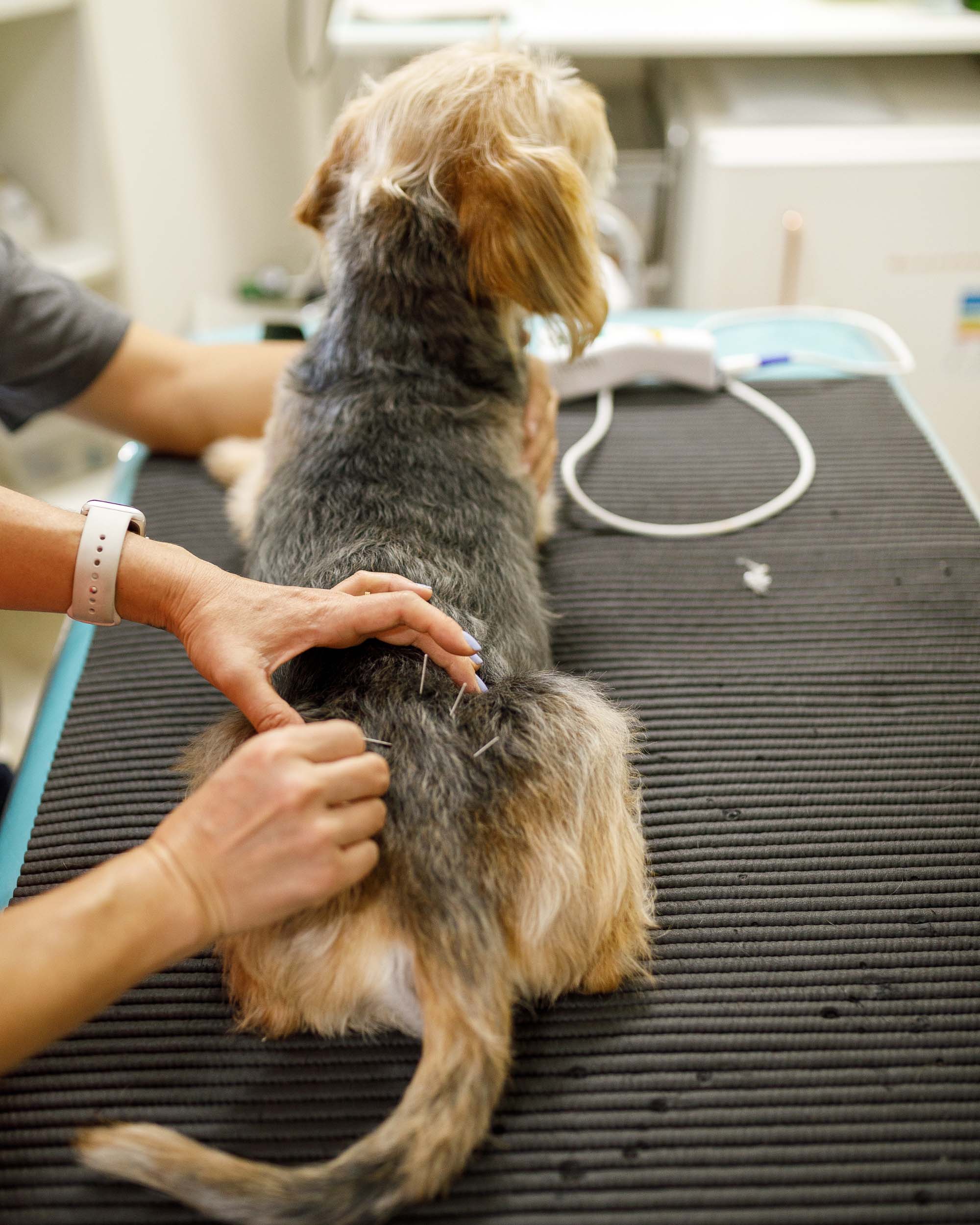 Untitled (2000 x 600 px) (2500 x 2000 px) - 1 Dog receiving acupuncture treatment